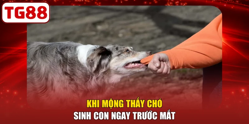 Khi mộng thấy chó sinh con ngay trước mắt